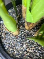 Siyah Mini Saksıda Areka - Görsel 3