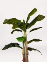 Bej Saksıda Büyük 3'lü Muz Ağacı - Görsel 2