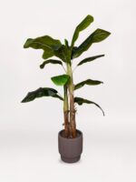 Bej Saksıda Büyük 3'lü Muz Ağacı