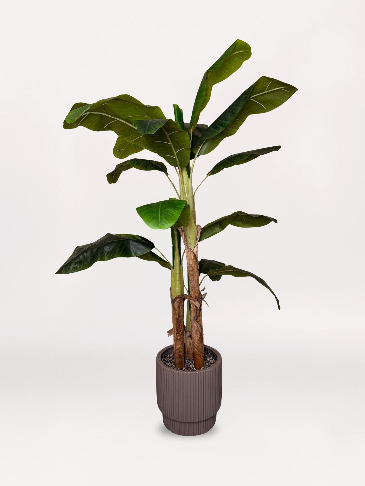 BEJ SAKSIDA BÜYÜK 3'LÜ MUZ -acaryadesing com Bej Saksıda Büyük 3'lü Muz Ağacı - Görsel 1