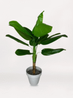 Beyaz Mini Saksıda Muz Ağacı