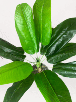 Beyaz Mini Saksıda Muz Ağacı - Görsel 2