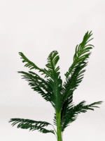 Beyaz Mini Saksıda Areka - Görsel 2