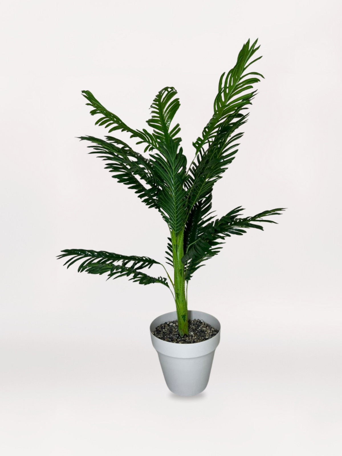 Beyaz Saksıda Mini Vazo Areka - acaryadesing com Beyaz Mini Saksıda Areka - Görsel 1