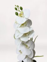 Bronze Orchid - Görsel 3