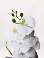 Bronze Orchid - Görsel 2