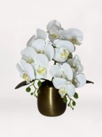 Bronze Trailing Orchid