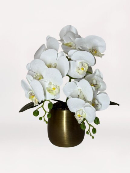 Bronze Trailing Orchid