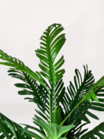 Gri Mini Saksıda Areka - Görsel 2