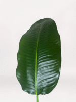 Gri Uzun Saksıda Starliçe - Görsel 3