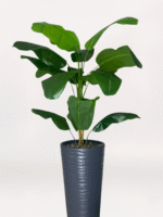 Gri Uzun Saksıda Starliçe