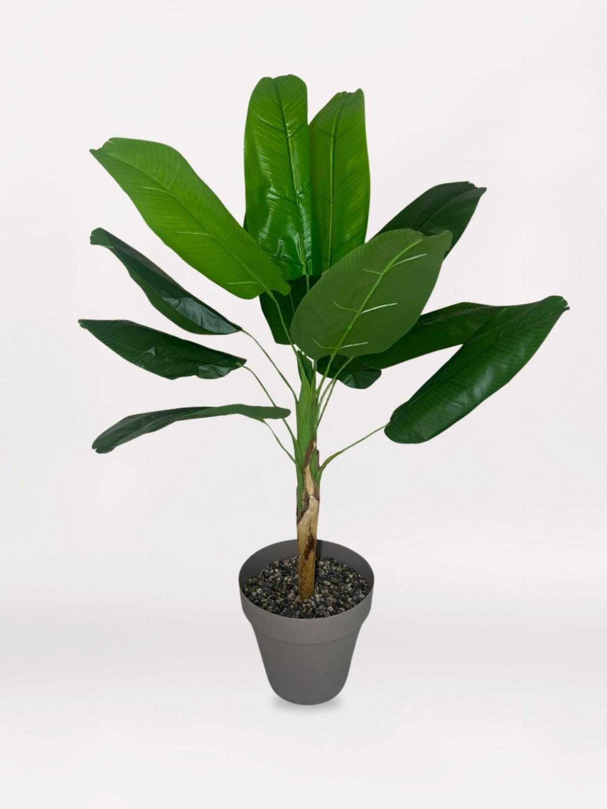 Gri saksıda mini-Acaryadesing com Gri Mini Saksıda Muz Ağacı - Görsel 1