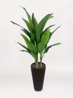 Kahverengi Uzun Saksıda 3'lü Muz Ağacı