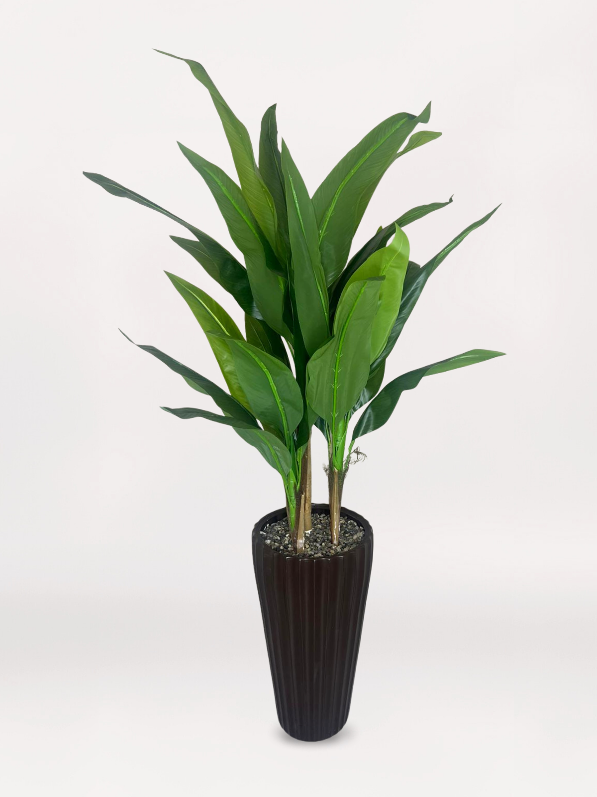 Kahverengi Saksıda Uzun 3’lü Muz Ağacı-acaryadeisng com Kahverengi Uzun Saksıda 3'lü Muz Ağacı - Görsel 1