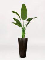 Kahverengi Uzun Saksıda 3'lü Starliçe