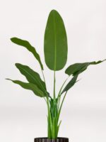 Kahverengi Uzun Saksıda 3'lü Starliçe - Görsel 2