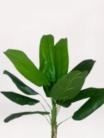 Gri Mini  Saksıda Muz Ağacı - Görsel 2