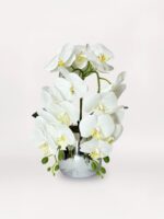 Silver Trailing Orchid