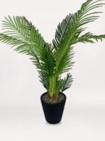 Siyah Mini Saksıda Areka