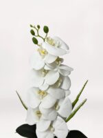 Golden Orchid - Görsel 3