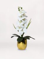 Golden Orchid