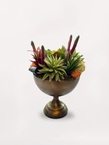 Şeker Vazoda Sukulent